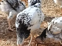 Chickens — zdjęcie 1