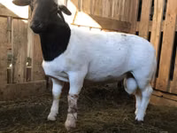 Carnero, Dorper sheep — foto 2