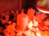 Chickens — 3-rasm