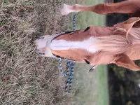 Kůň, Palomino — foto 2