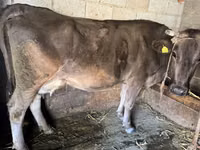 ძროხა, Swiss cattle — ფოტო 1