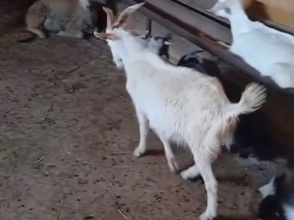 ஆண் வெள்ளாடு, வெள்ளாடுகள் — அசர்பைஜான்