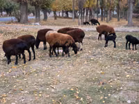 母羊, Sheep — 照片 6