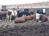 ხარი, Simmental cattle — ფოტო 7