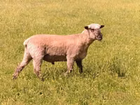 Baran, Shroshire sheep — zdjęcie 3