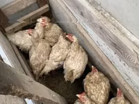 Chickens — 2-rasm