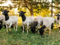 Bélier, Dorper sheep — photo 3