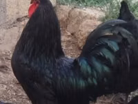 Australorp — zdjęcie 1
