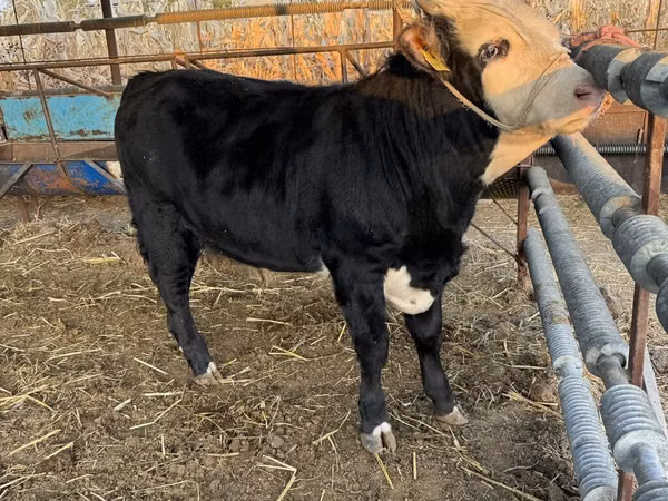 雄牛, Simmental cattle