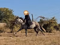 حصان, الخيول — الصورة 3