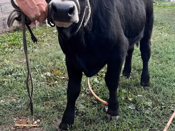 Touro, Aberdeen-Angus