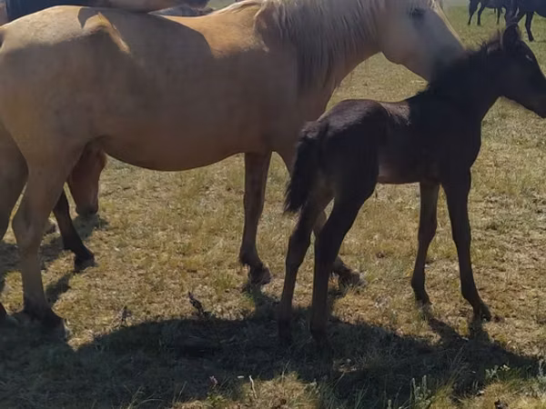 Jument, Kazakh horse