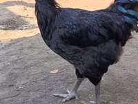 जर्सी जायंट — फ़ोटो 1
