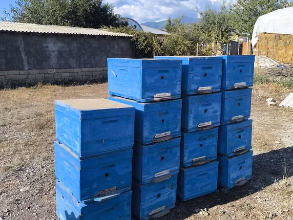 Arıçılıq üçün mavi rəngli taxta arı pətəkləri. korpus yoxdur