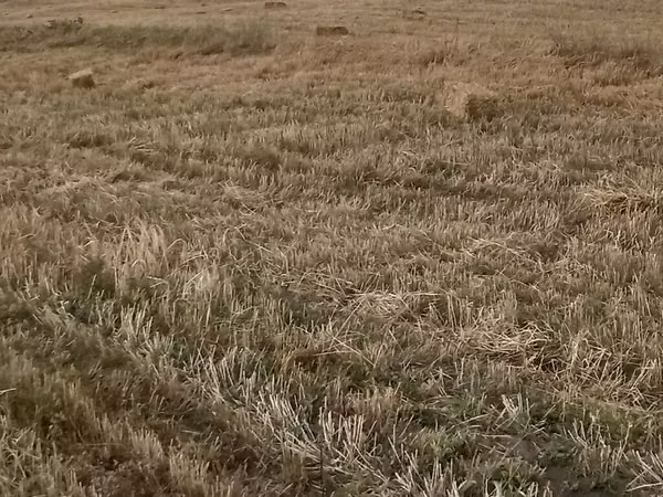 Saman balyaları – xırda (düzbucaqlı) balya - Məzmun: biçindən sonra