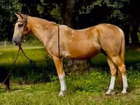 Cavalo, Quarter Horse — foto 2