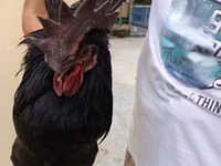 Chickens — Foto 4