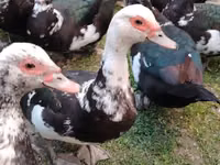 Ducks — الصورة 1