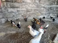Japanisches Bantam — Foto 8
