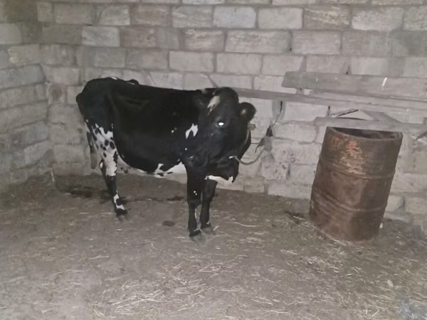 İnek, Aberdin Angus