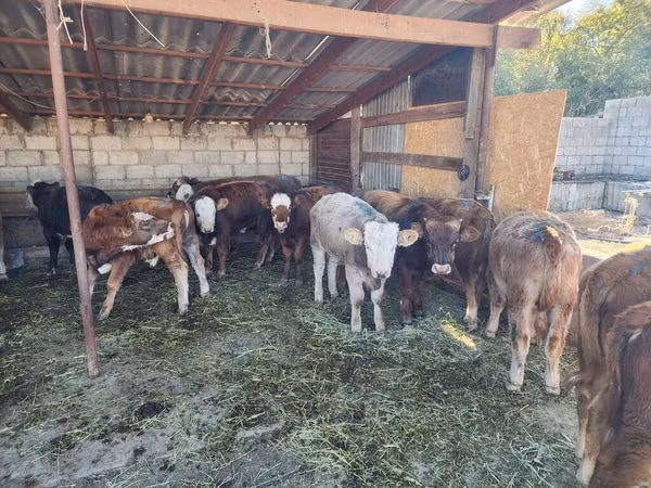 காளை, Simmental cattle