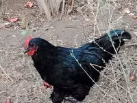 Chickens — foto 4