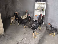 Chickens — புகைப்படம் 4