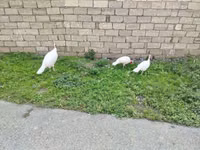 Turkeys — Foto 2