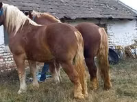 Айғыр, Suffolk Punch — 5-сурет