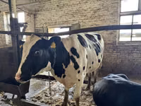 Vaca, Raza Holstein — foto 8