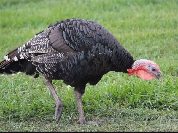 Turkeys