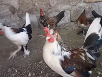 Japanisches Bantam — Foto 4