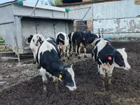 Býk, Russian Black pied cattle — foto 4