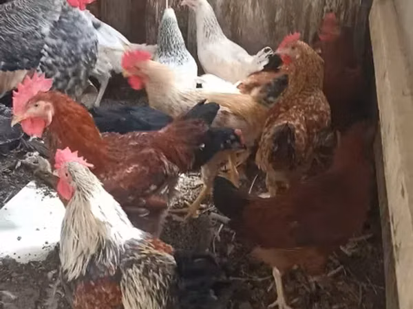 Chickens — Armenia