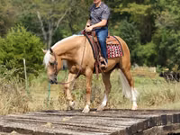 Cheval, Quarter Horse — photo 6