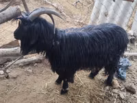 பெண் வெள்ளாடு, Dagestan coarsewool goat — புகைப்படம் 1