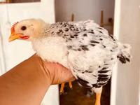 Chickens — photo 1