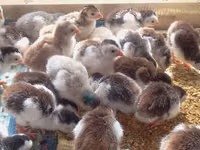 Chickens — zdjęcie 2