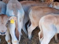 Bulle, Simmental cattle — Foto 1
