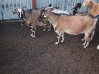 Cabra, Cabras — foto 1