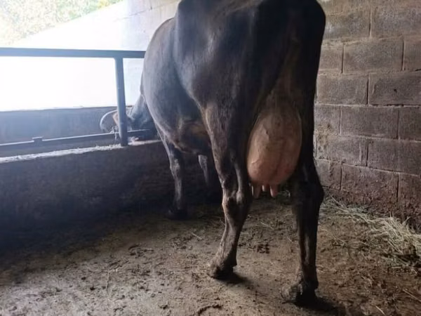 İnek, Swiss cattle