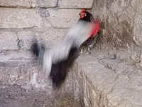 Chickens — foto 4