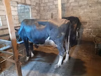 İnek, Holstein ırkı — foto 5