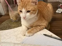Sari pisik sahiblendirilir ev pisiyidir heyet evindede saxlamaq olar — புகைப்படம் 5