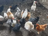 Chickens — Foto 2