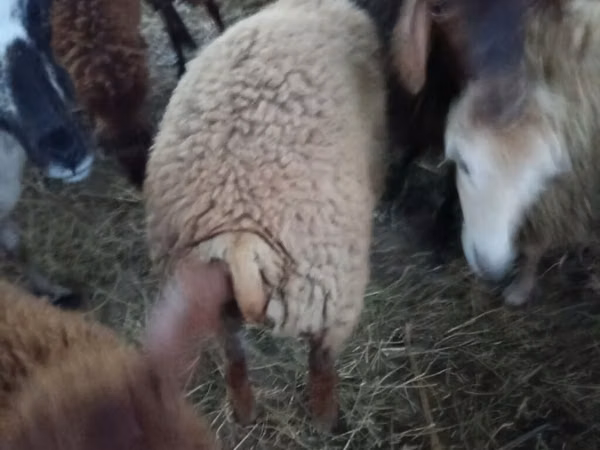 Ovejas (lote, sexo no especificado), Ovejas