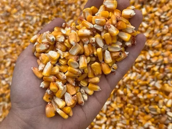 Եգիպտացորենի հատիկ