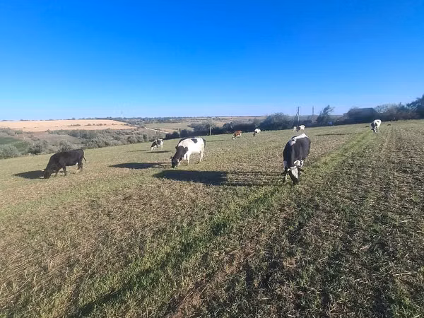 Krowa, Simmental cattle