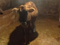Kuh, Aserbaidschanisches Zebu — Foto 5