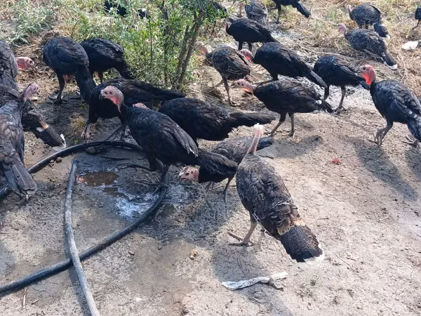 Guinea fowl